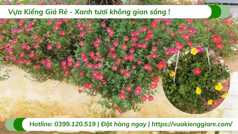Cây mười giờ sam chậu treo