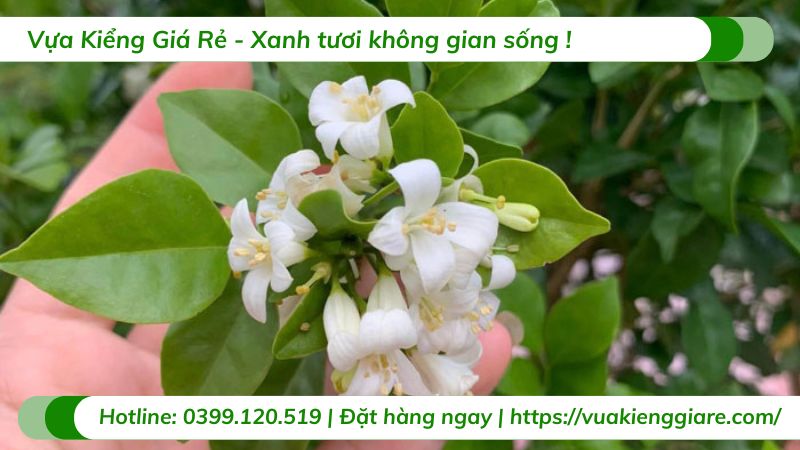 cây nguyệt quế lá nhỏ