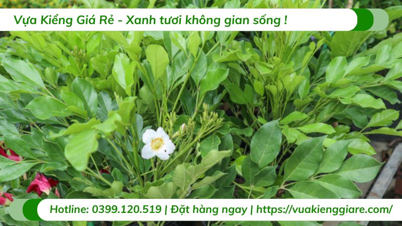 cây nguyệt quế thái lá lớn