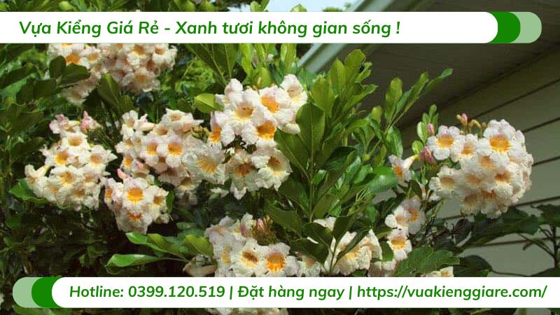 cây nguyệt quế thái lá lớn