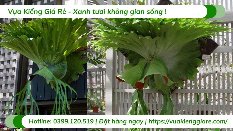 Cây ổ rồng coro