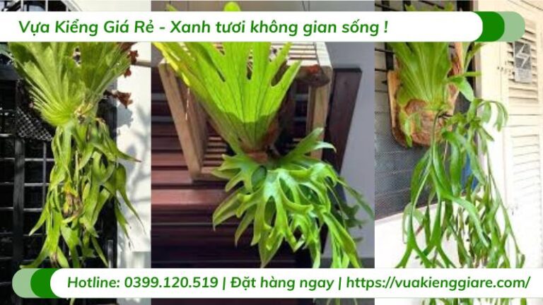 Cây ổ rồng coro | Vựa Kiểng Giá Rẻ