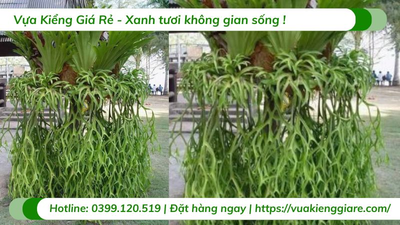 Cây ổ rồng coro