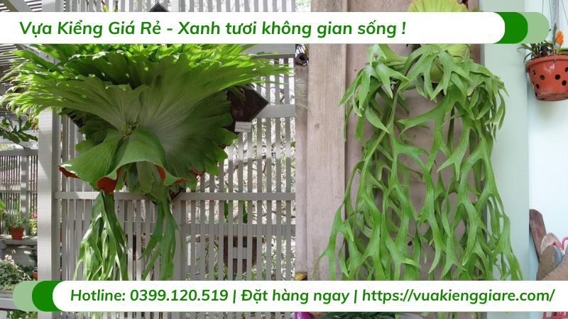 Cây ổ rồng coro