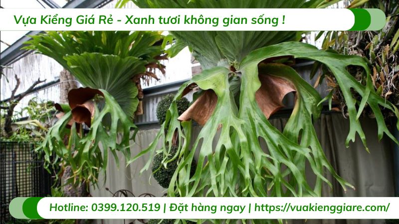 Cây ổ rồng coro