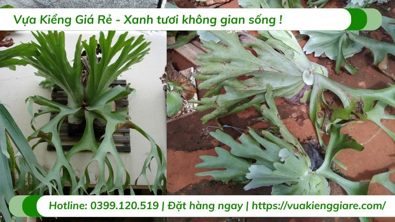 Cây Ổ Rồng Holttumii