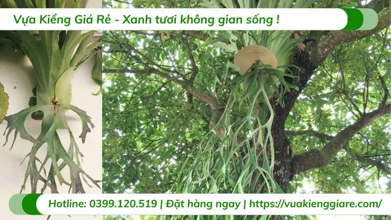 Cây Ổ Rồng Holttumii