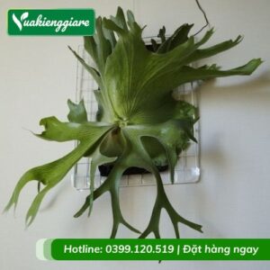 Cây Ổ Rồng Holttumii