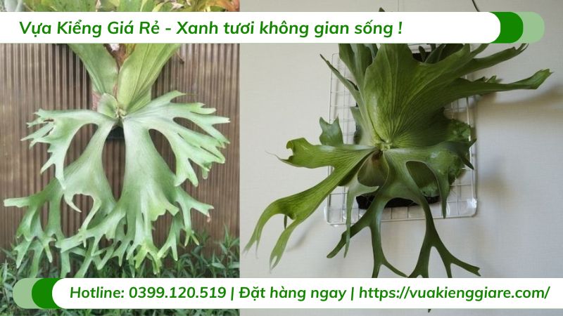 Cây Ổ Rồng Holttumii