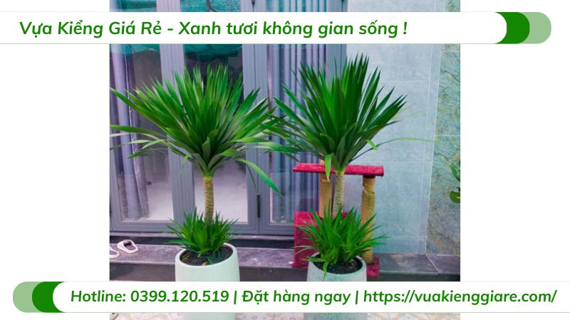 Cây phát tài núi 1 thân trồng chậu