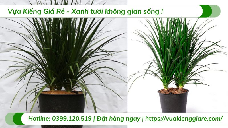 Cây phát tài núi 3 thân trồng chậu trang trí nội thất