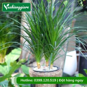 Cây phát tài núi 3 thân trồng chậu trang trí nội thất