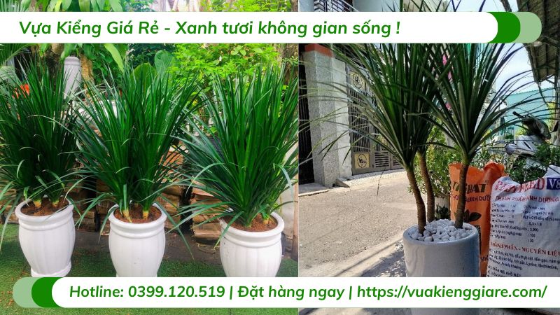 Cây phát tài núi 3 thân trồng chậu trang trí nội thất
