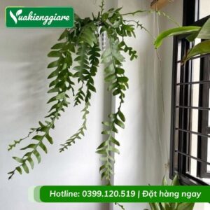 Cây quỳnh xương cá chậu treo