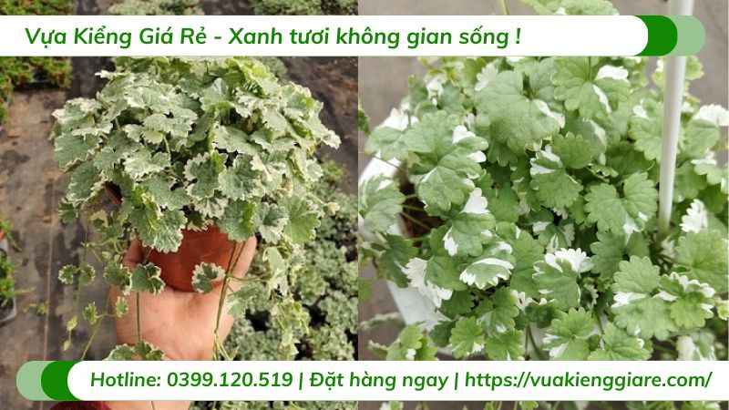 Cây rau má hương cẩm thạch