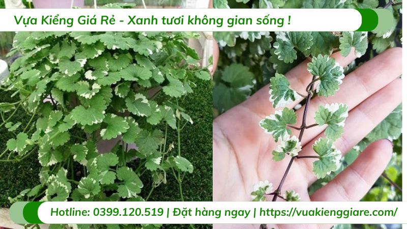 Cây rau má hương cẩm thạch