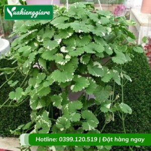 Cây rau má hương cẩm thạch