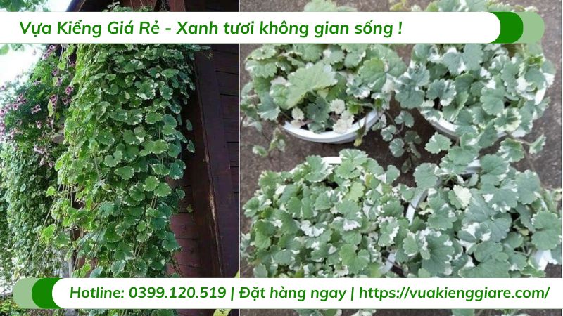 Cây rau má hương cẩm thạch