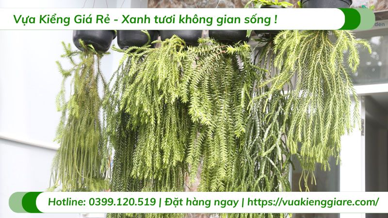 Cây râu rồng chậu treo