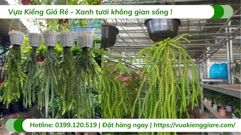 Cây râu rồng chậu treo