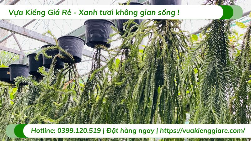 Cây râu rồng chậu treo