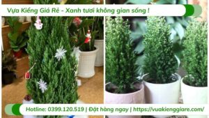 cây sơn tùng