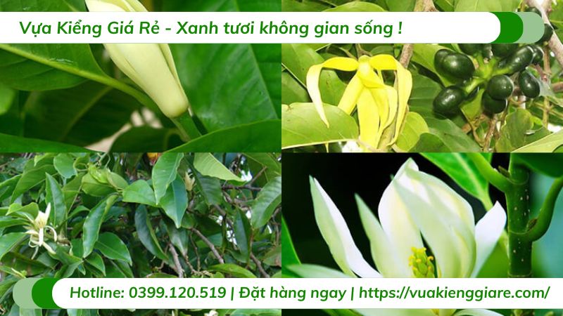 cây sứ ngọc lan