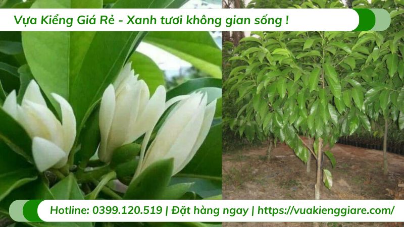 cây sứ ngọc lan