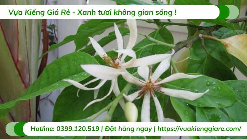 cây sứ ngọc lan