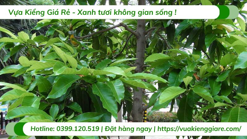 cây sứ ngọc lan