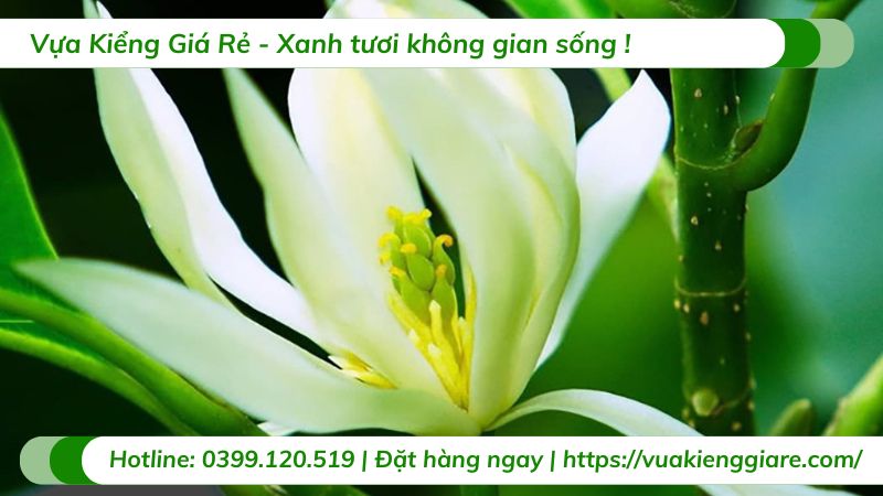 cây sứ ngọc lan