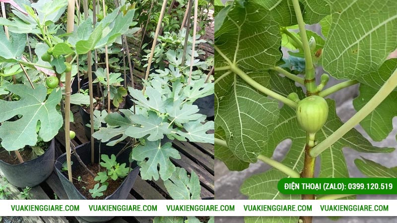 Đặc điểm của cây sung mỹ