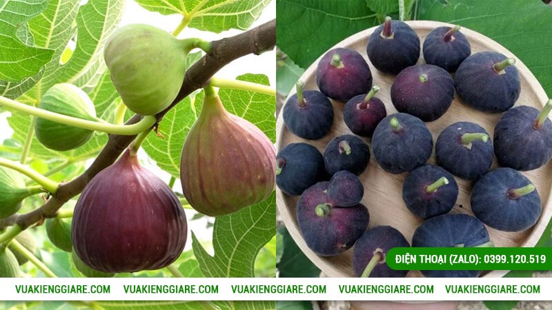 Kỹ thuật trồng và cách chăm sóc cây sung mỹ trái tím mau ra trái