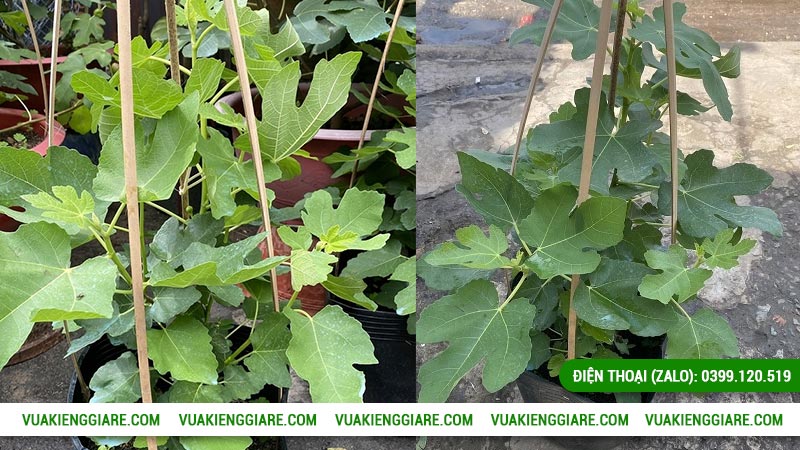 Cây sung mỹ có trái màu tím trồng trong chậu được không