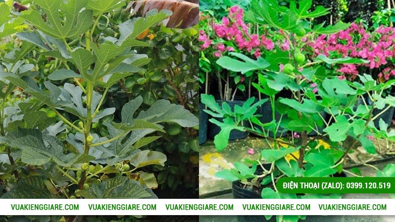 Công dụng của cây sung mỹ trái tím