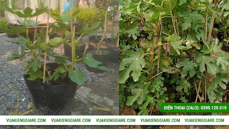 Cây sung mỹ trồng bao lâu có trái