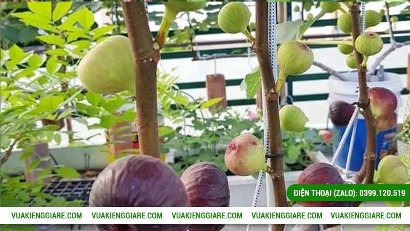 Công dụng của cây sung mỹ trái tím