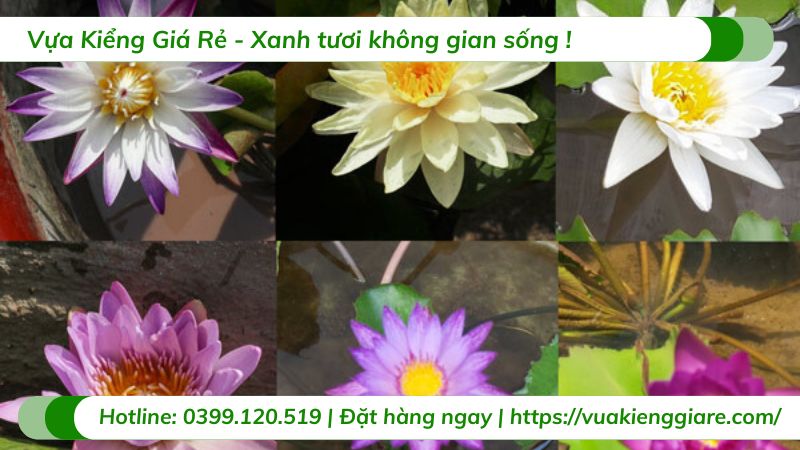 cây súng thái nhiều màu