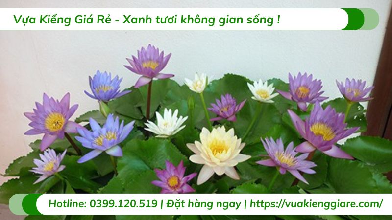 cây súng thái nhiều màu