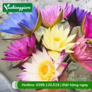 cây súng thái nhiều màu