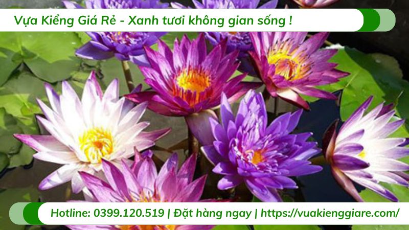 cây súng thái nhiều màu