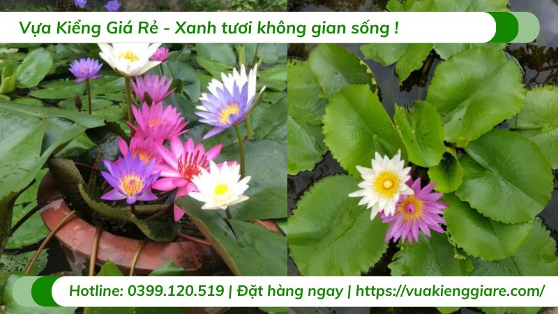 cây súng thái nhiều màu
