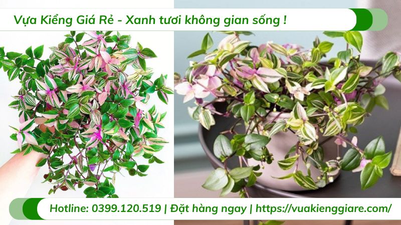 Cây thài lài hồng chậu treo