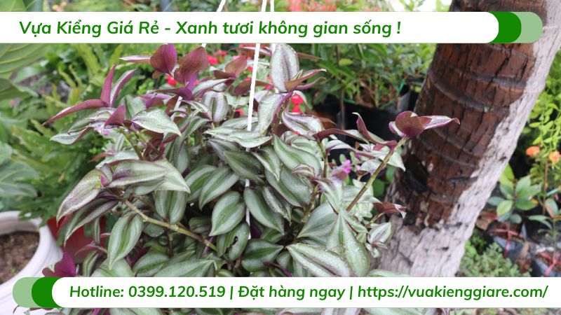 Cây thài lài tím chậu treo