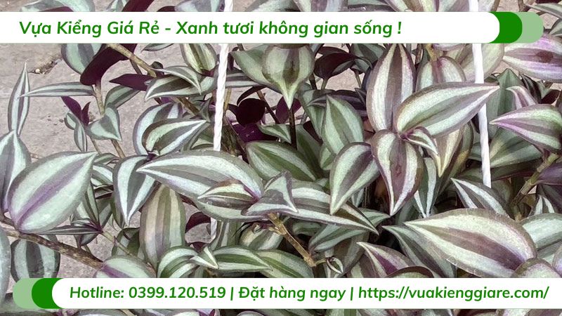 Cây thài lài tím chậu treo