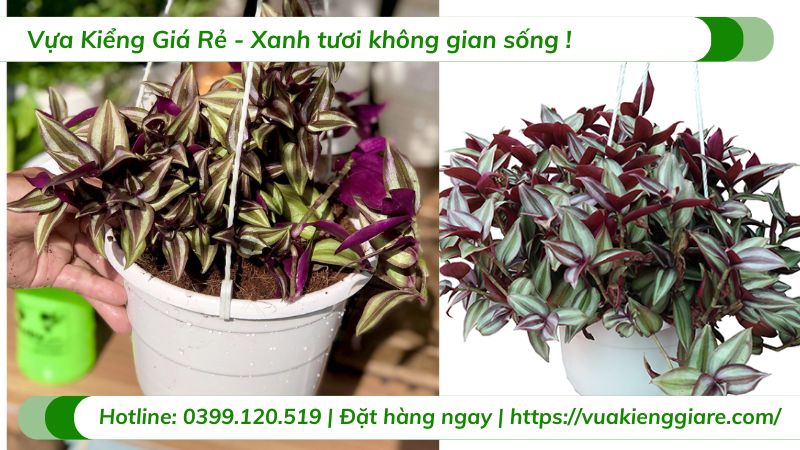 Cây thài lài tím chậu treo