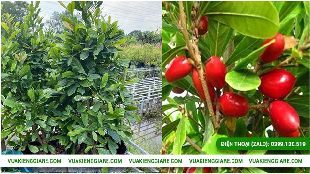 Đặc điểm của cây thần kỳ trưởng thành