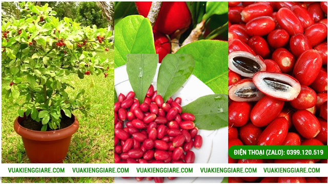 Công dụng của quả thần kỳ khi cây có trái