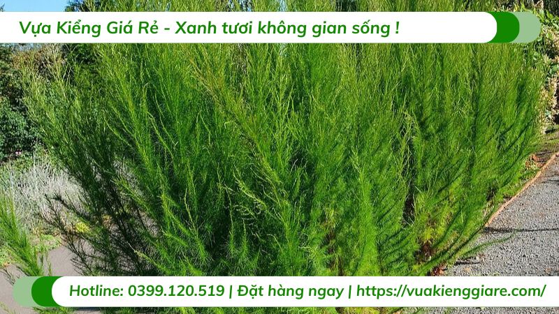 cây thì là thân gỗ