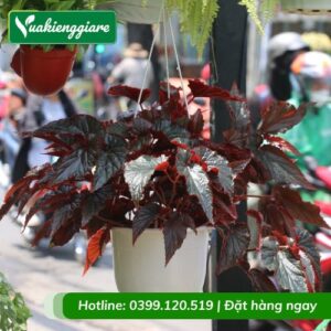 Cây thu hải đường lá đỏ chậu treo